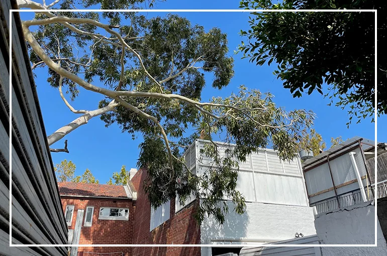 tree canopy lifting service