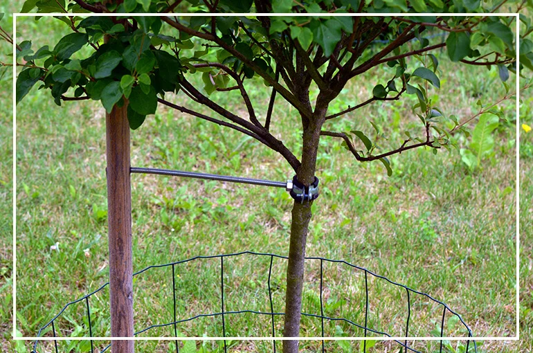 Tree Staking for Healthy Growth