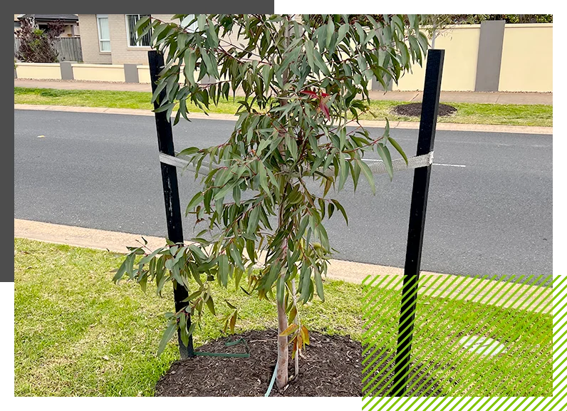 Formative Tree Pruning