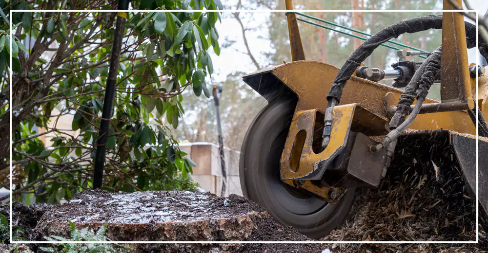 Tree Stump Removal