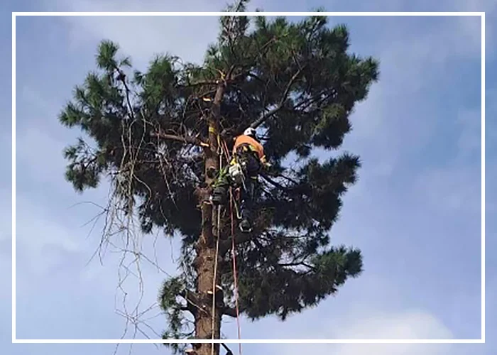 Professional Tree Removalist