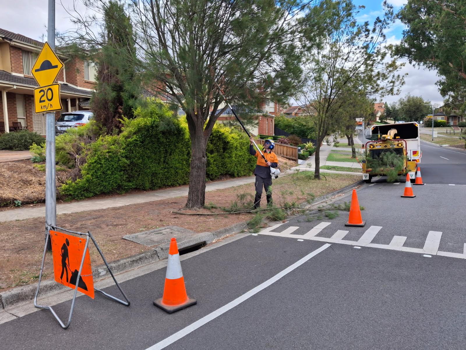 Seasonal Tree Removal Considerations
