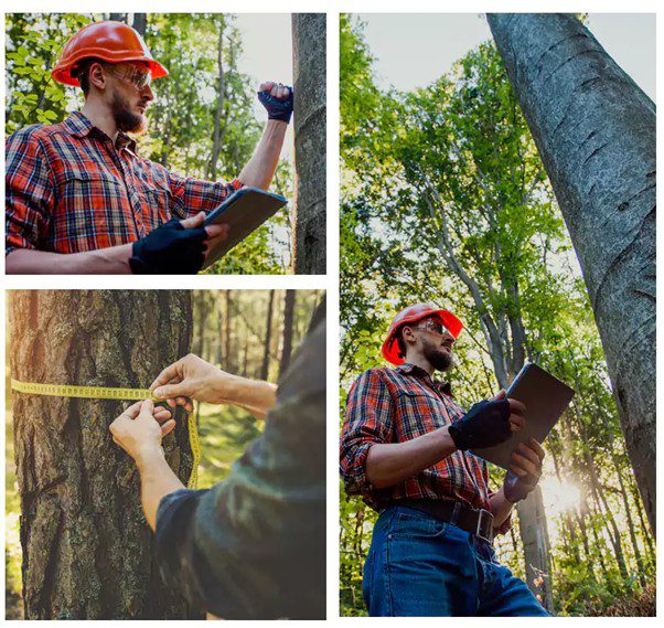 Our Tree Removal Services in Delacombe