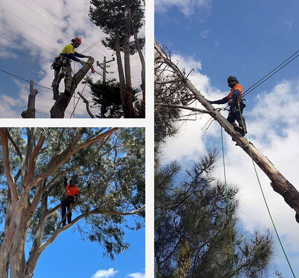 Tree Removal Geelong