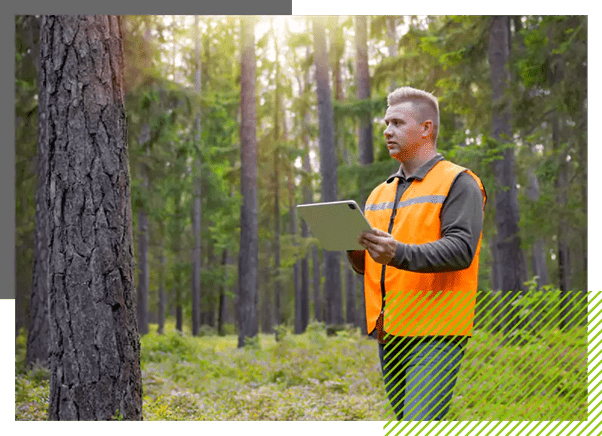 Tree Removal In Delacombe