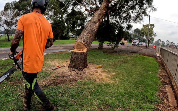 Understanding the Need for Tree Removal