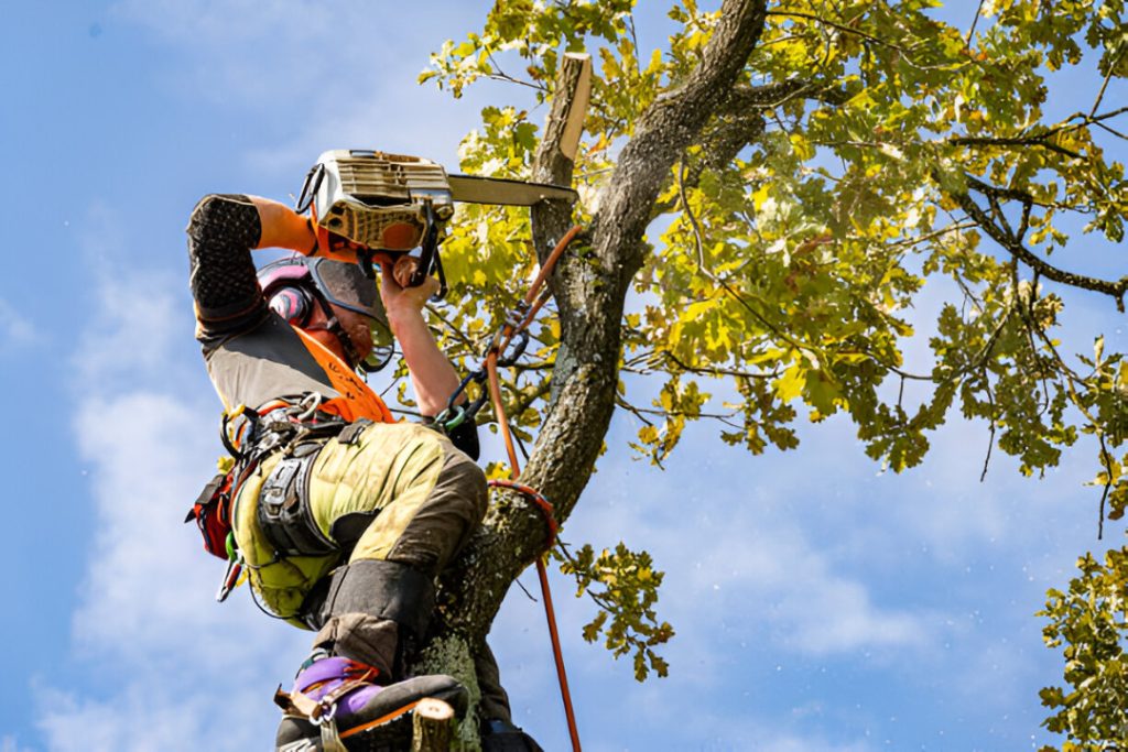 Right Arborist
