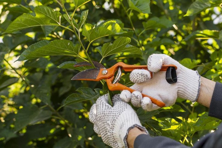 Benefits of Regular Tree Pruning