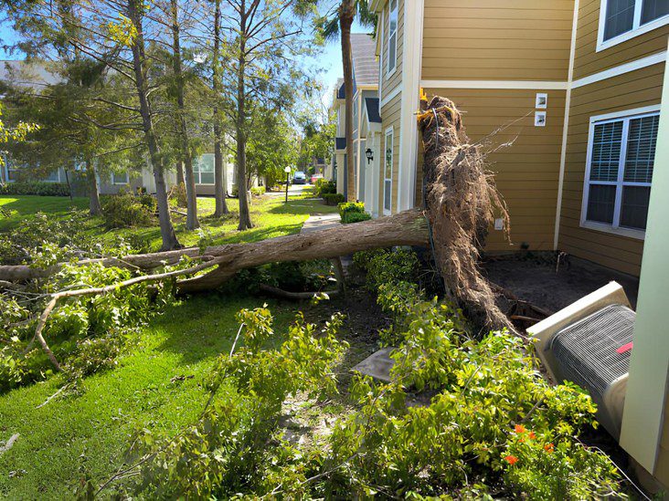 How to Spot a Dangerous Tree