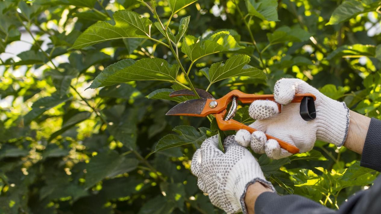 Benefits of Regular Tree Pruning