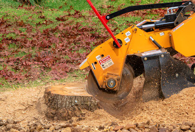 Stump Grinding vs Removal