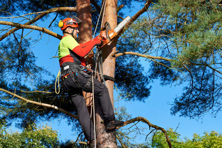 7 Reasons to Hire a Professional Arborist in Melbourne