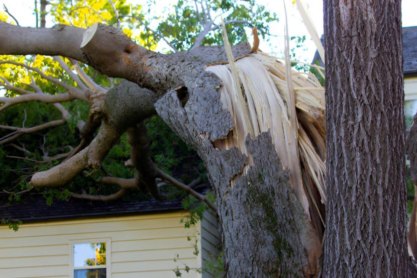 The Hidden Dangers of DIY Tree Removal