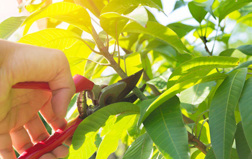 7 Proven Ways Tree Pruning Can Supercharge Your Garden’s Health