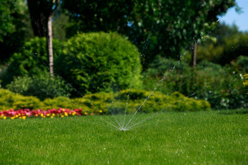 The Secret to Never Overwatering Again